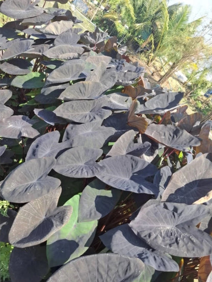 Colocasia Black Magic