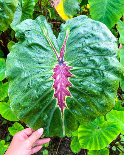 Colocasia Oris