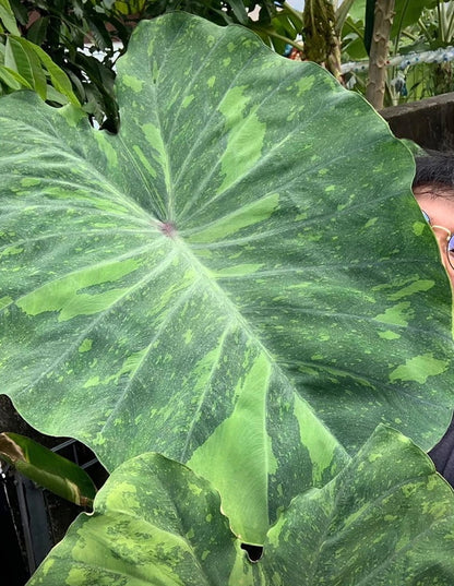 Colocasia Lemon Lime Gecko