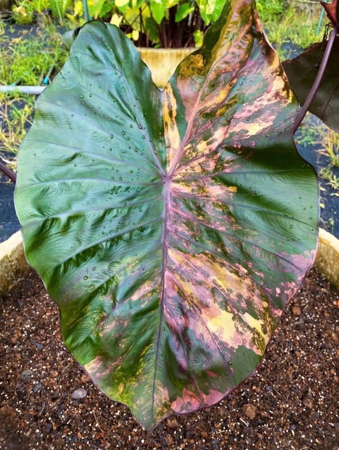 Colocasia Morning Star
