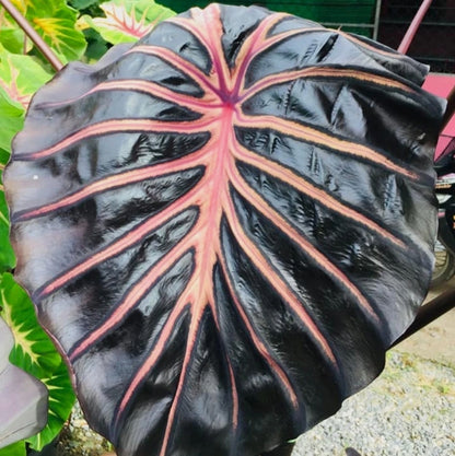 Colocasia Starling