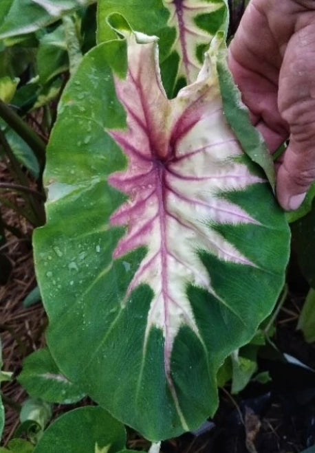 Colocasia Queen of Phoenix
