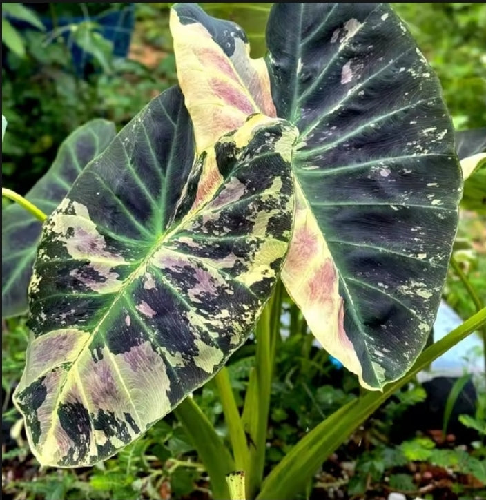 Colocasia Mangosteen