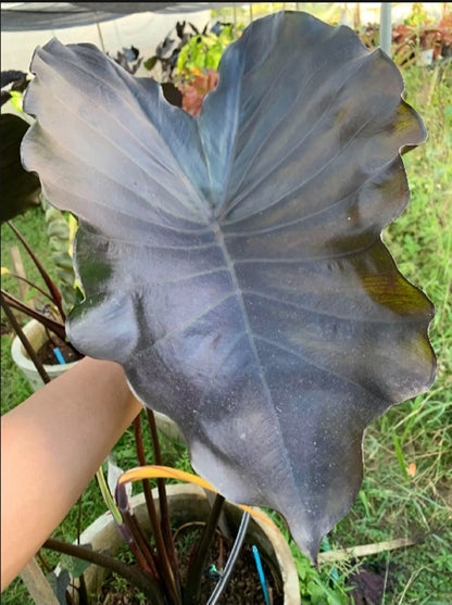 Colocasia Dark Butterfly