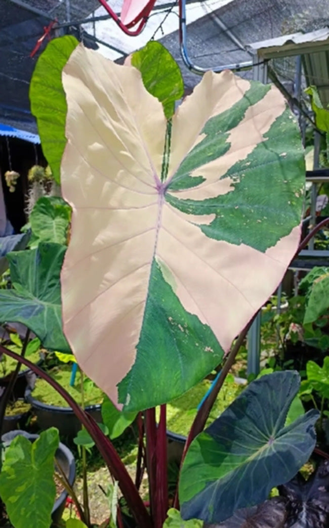 Colocasia Pink Sapphire