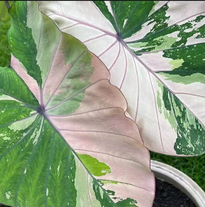 Colocasia Pink Sapphire