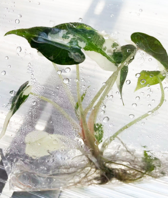 Alocasia Bambino White Variegated