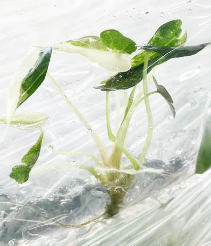 Alocasia Bambino White Variegated