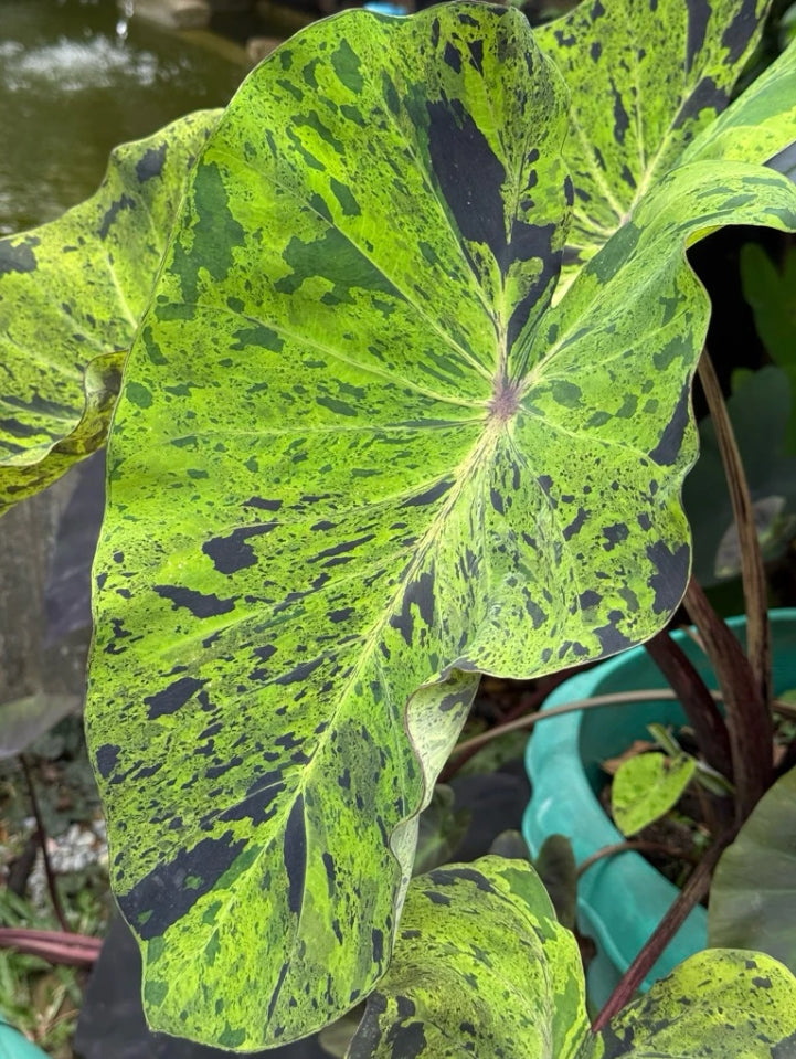 Colocasia Mojito