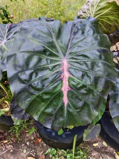Colocasia Pink Horizon