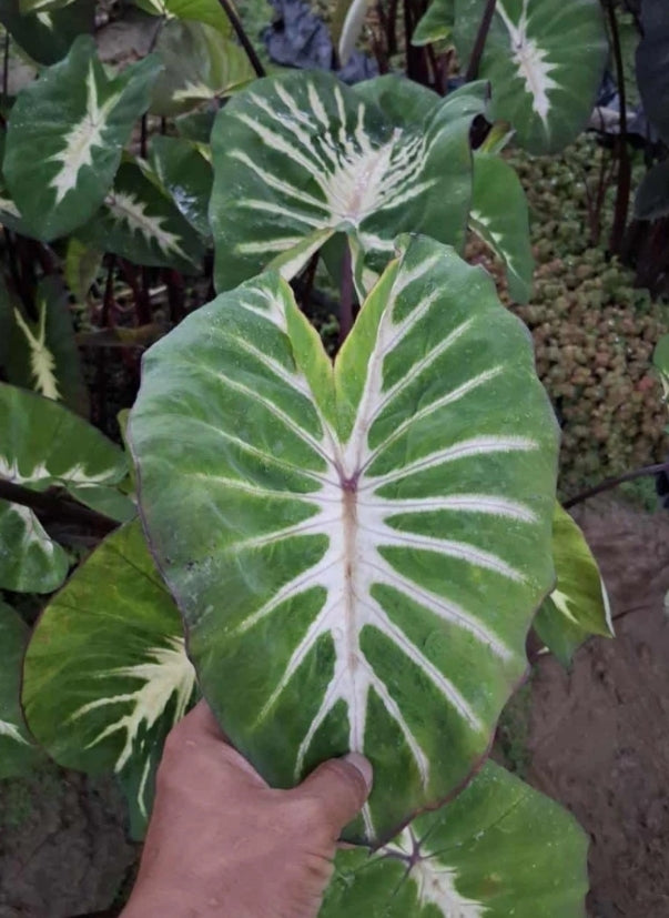 Colocasia Watermelon Princess