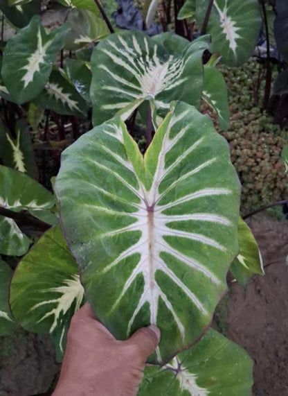 Colocasia Watermelon Princess