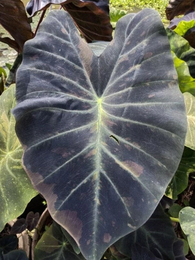 Colocasia Midnight Bride