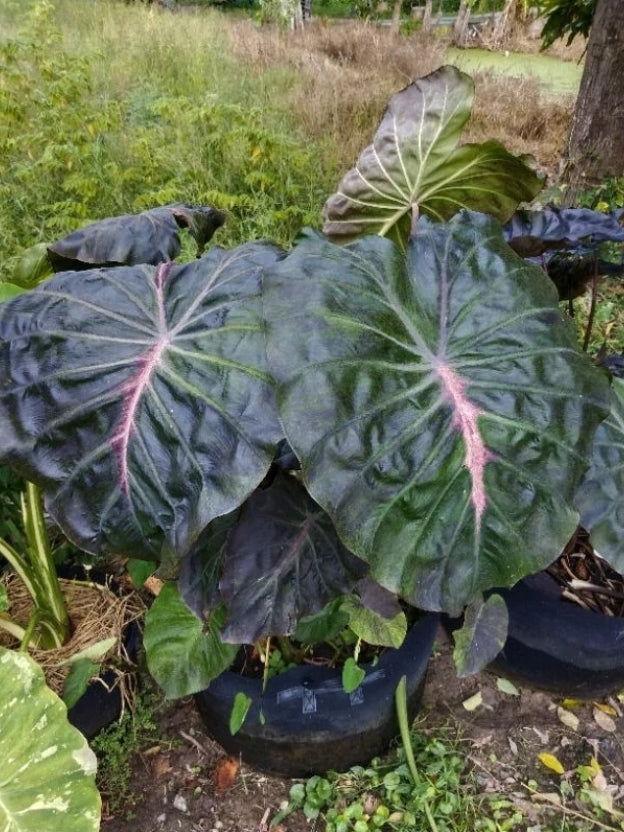 Colocasia Pink Horizon