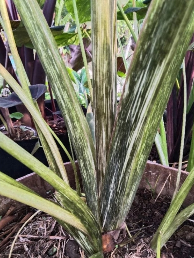 Colocasia Midnight Bride