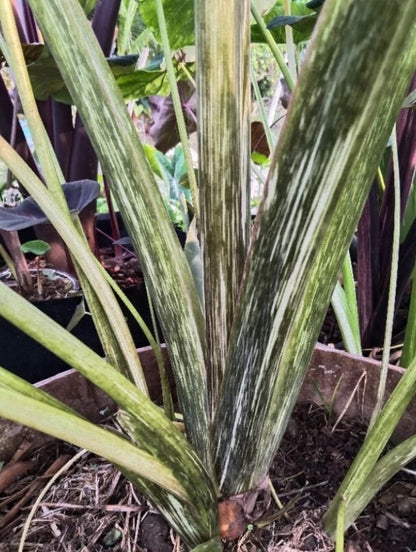 Colocasia Midnight Bride