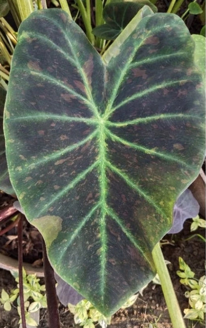 Colocasia Midnight Bride