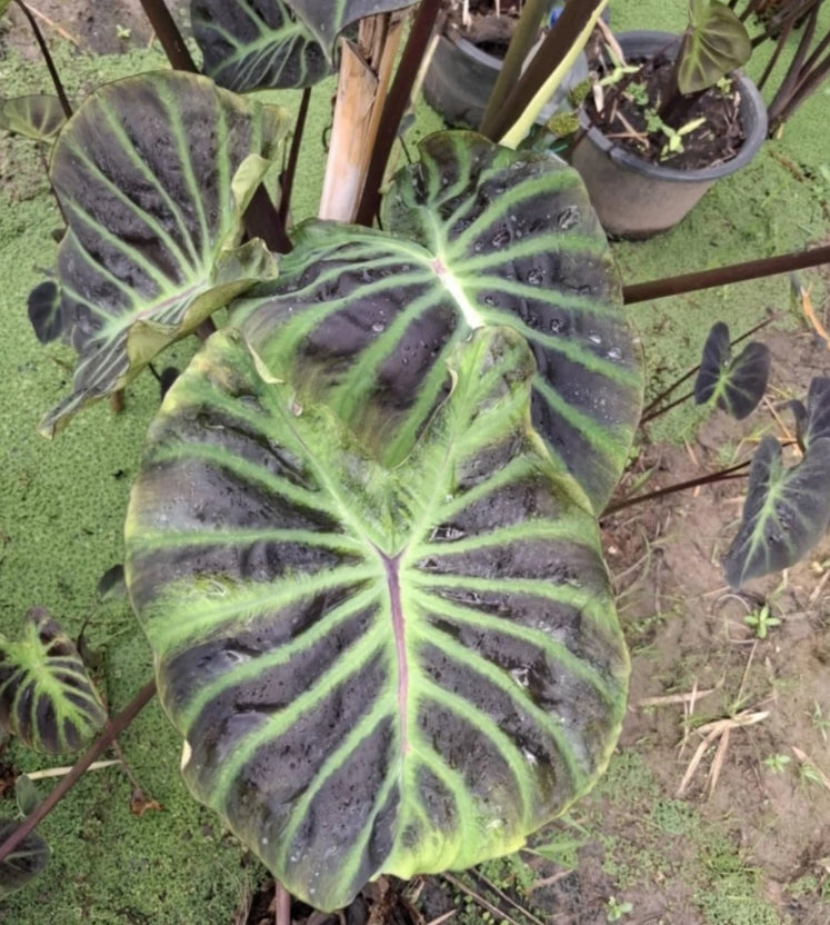 Colocasia Vishnu Heaven
