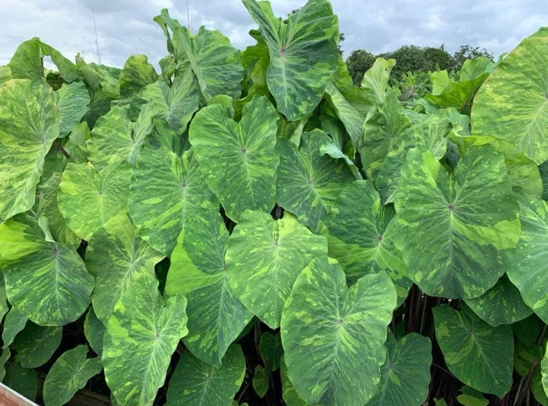 Colocasia Lemon Lime Gecko