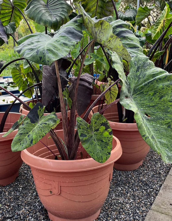 Colocasia Mojito