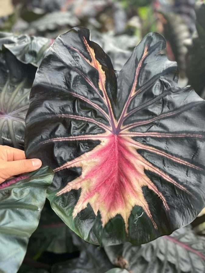 Colocasia Love Bird