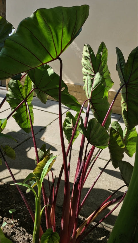 Colocasia Hawaiian Punch