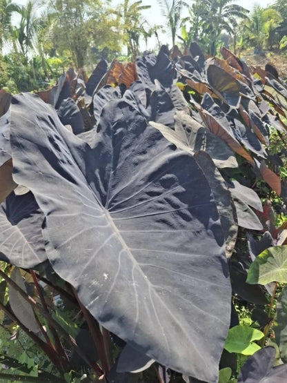 Colocasia Black Magic