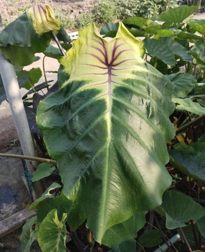 Colocasia Thunder Bird