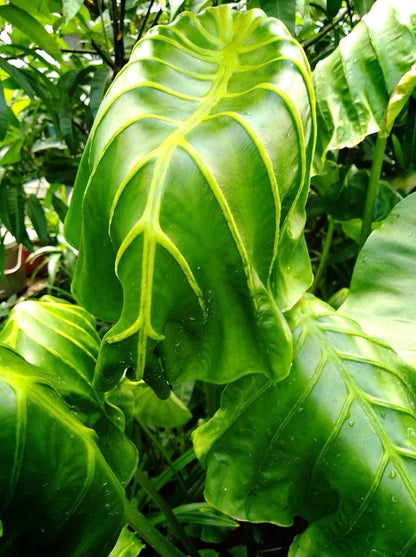 Colocasia Golden Elephant Mask