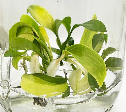 Philodendron Joepii Variegated
