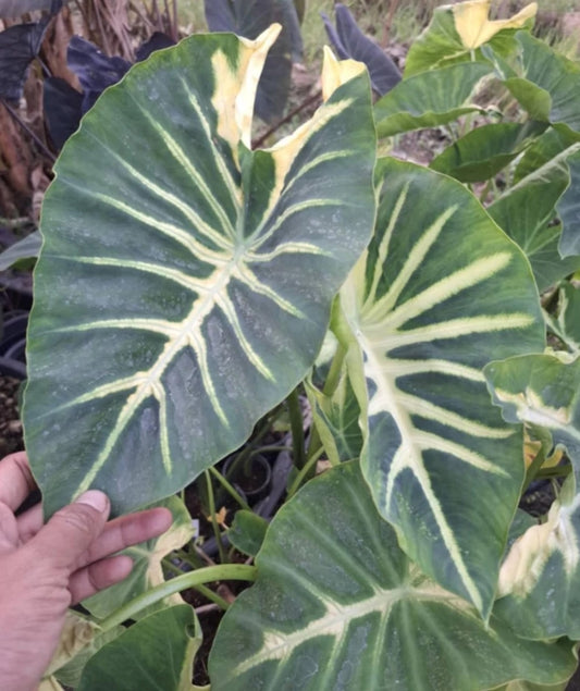Colocasia Emerald Lava