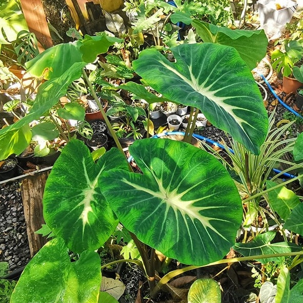 Colocasia Nancy's Revenge