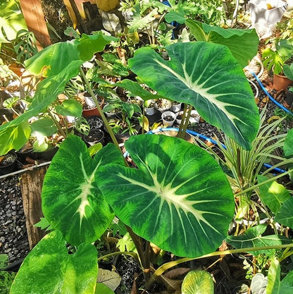 Colocasia Nancy's Revenge