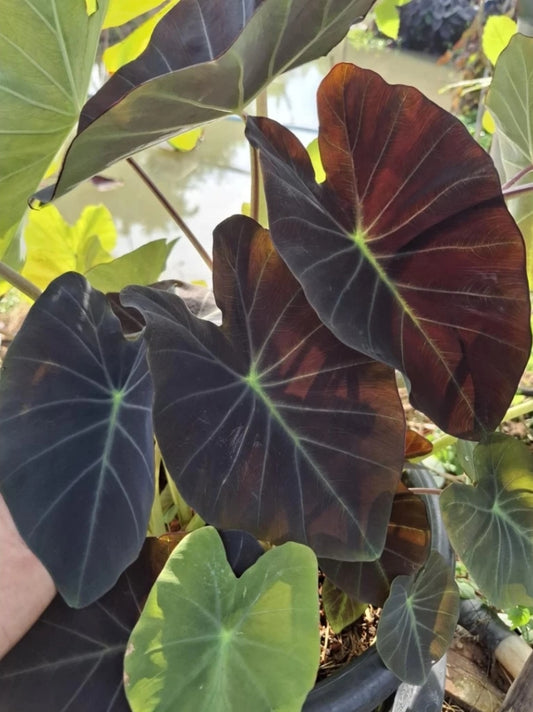 Colocasia Starry Night