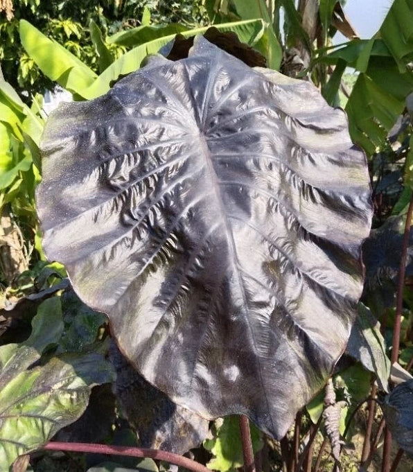 Colocasia Winter Soldier Sayur