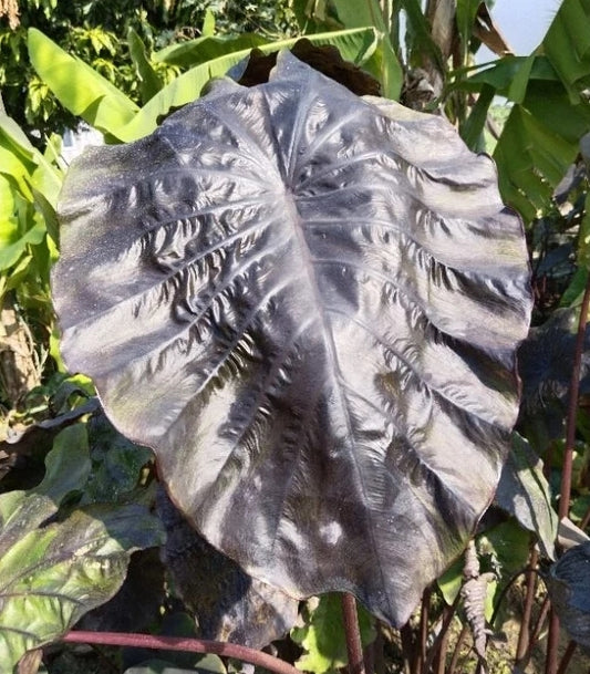 Colocasia Winter Soldier Sayur