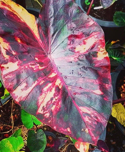Colocasia Morning Star