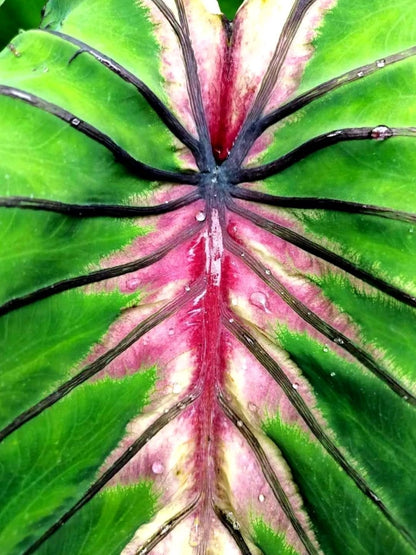 Colocasia Angel Mask