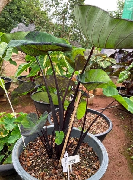 Colocasia Midnight