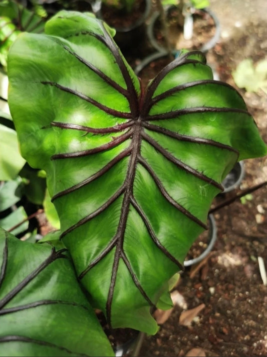 Colocasia Pharaoh's Mask