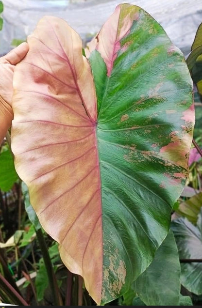 Colocasia Pink Pastel