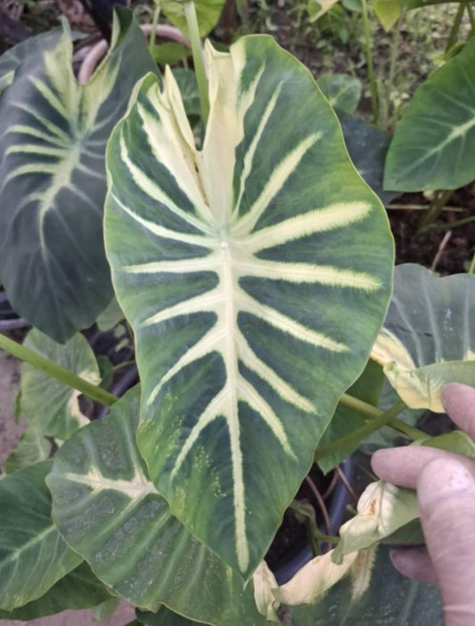 Colocasia Emerald Lava
