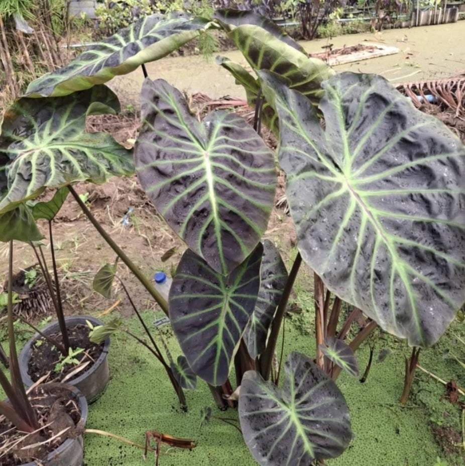 Colocasia Vishnu Heaven