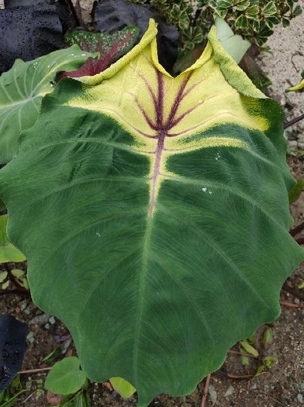 Colocasia Sunshine Day