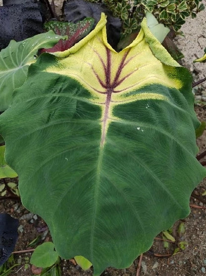 Colocasia Sunshine Day