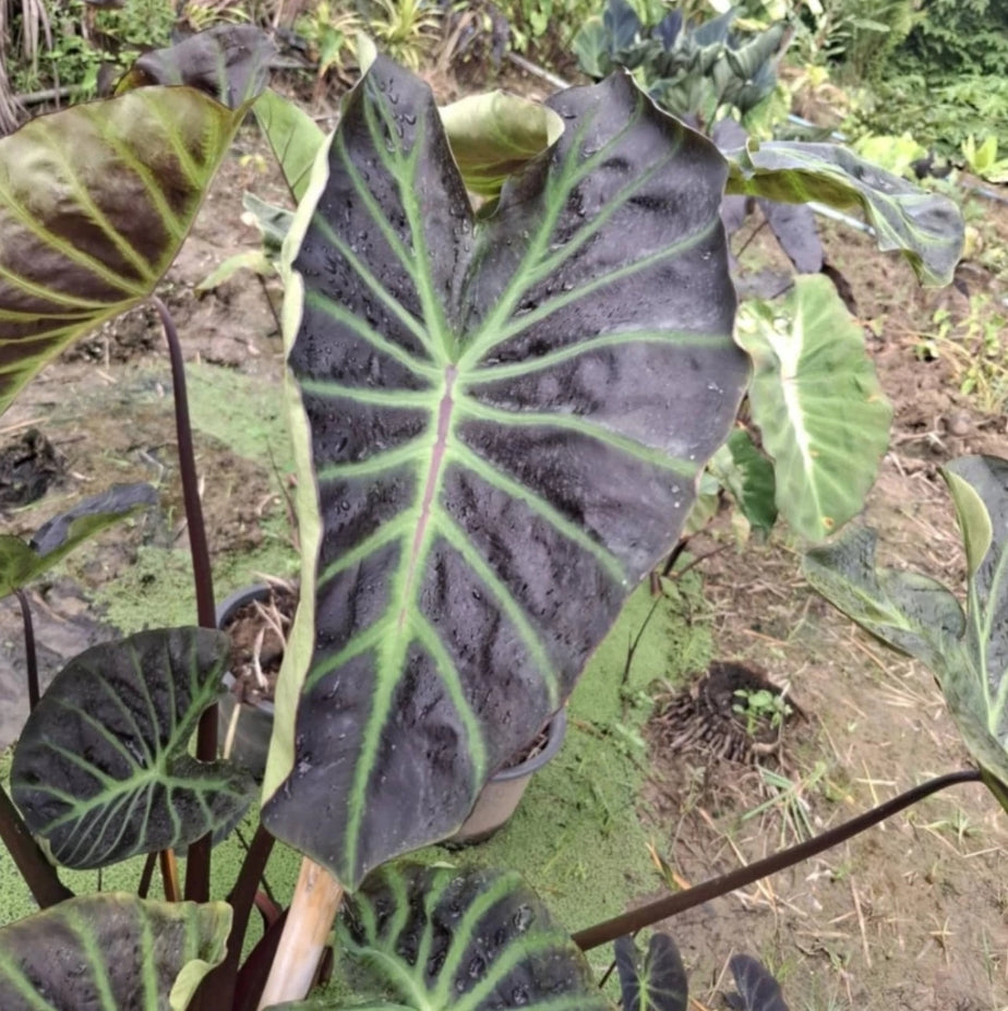 Colocasia Vishnu Heaven
