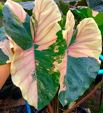 Colocasia Pink Pastel