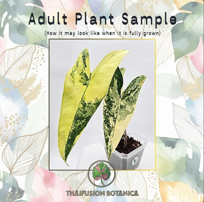 Alocasia Zebrina Aurea Variegated