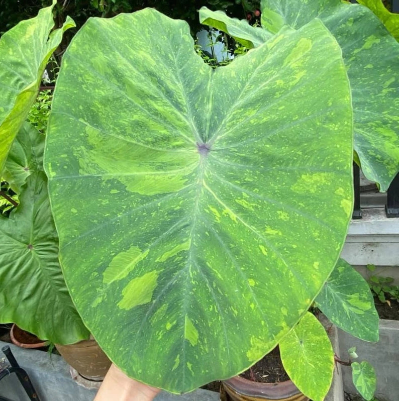 Colocasia Lemon Lime Gecko