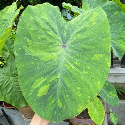 Colocasia Lemon Lime Gecko